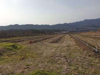 포항태추감님의 감 · 자유게시판 작성글 사진