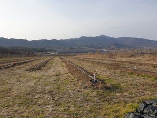 포항태추감님의 감 · 자유게시판 작성글 사진