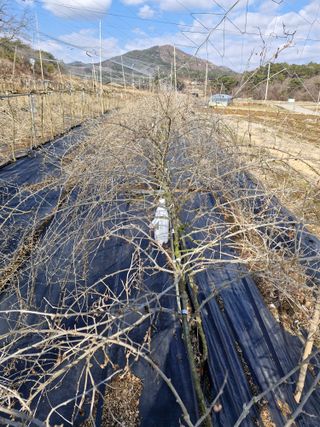 갈산구기자님의 기타작물 · 영농일지 작성글 사진