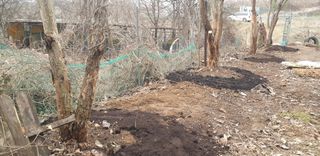 박선화님의 감 · 자유게시판 작성글 사진