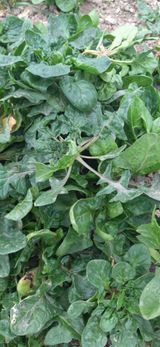 팜모닝 3월 농사 계획 같이해요·참여글 게시글 이미지