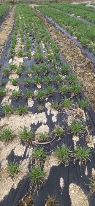 손인순님의 3월 농사 계획 같이해요 · 참여글 작성글 사진