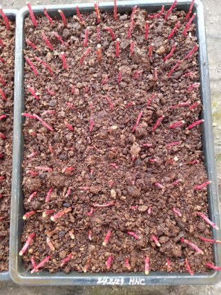 박용남님의 블루베리 · 자유게시판 작성글 사진