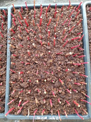 박용남님의 블루베리 · 자유게시판 작성글 사진