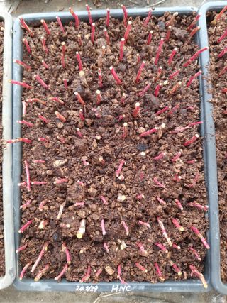 박용남님의 블루베리 · 자유게시판 작성글 사진