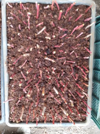 박용남님의 블루베리 · 자유게시판 작성글 사진