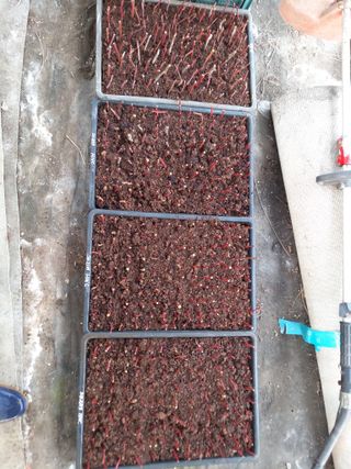 박용남님의 블루베리 · 자유게시판 작성글 사진