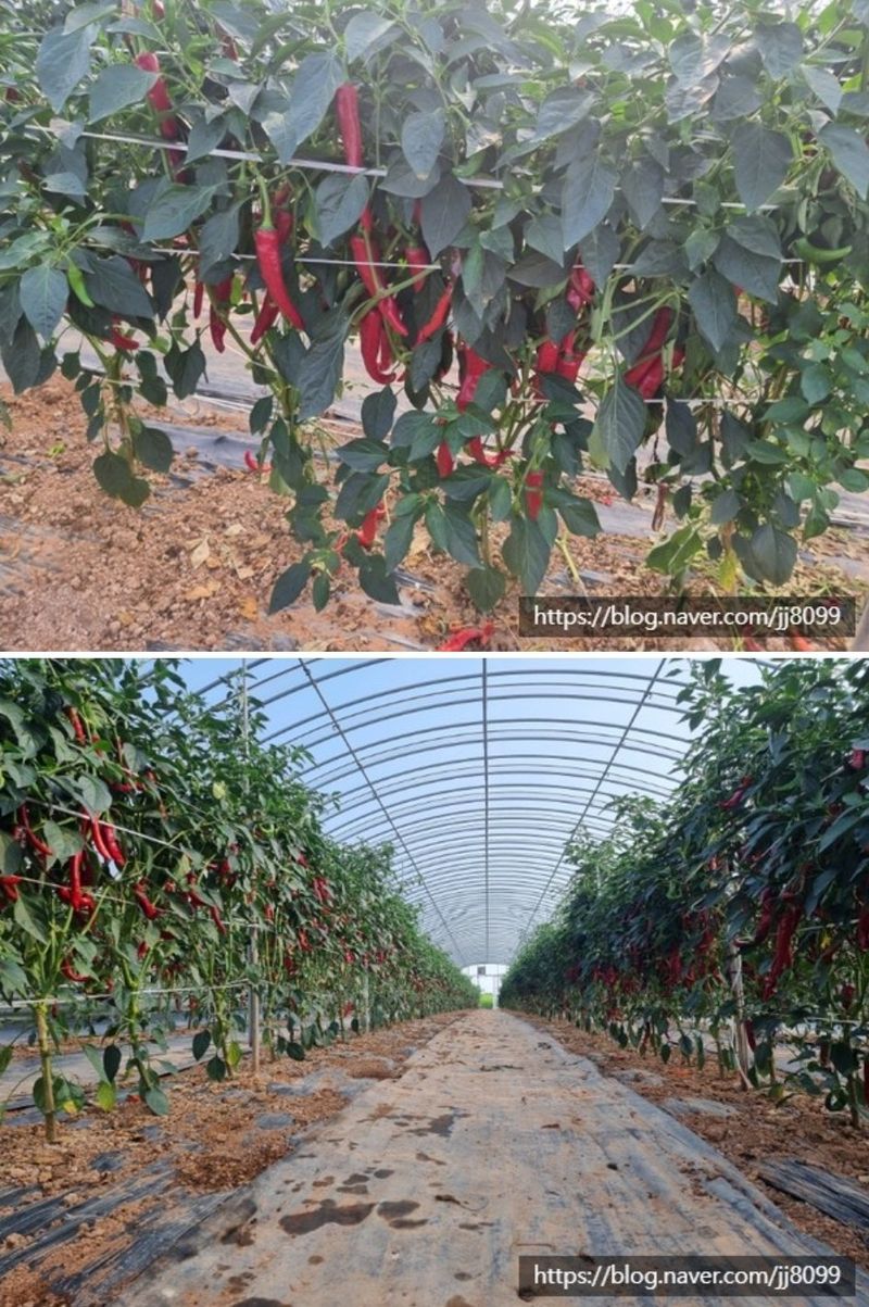 무안정농장님의 장터 판매 상품 [고춧가루 600g 태양초100%] 첨부 사진