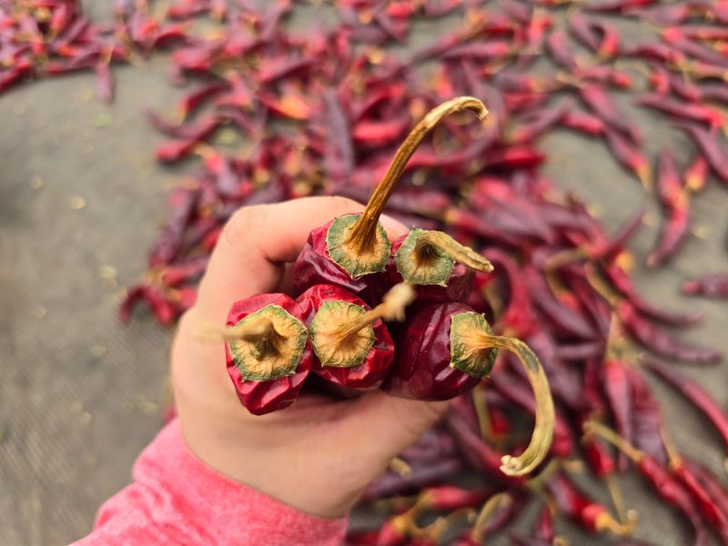 무안정농장님의 장터 판매 상품 [고춧가루 600g 태양초100%] 첨부 사진