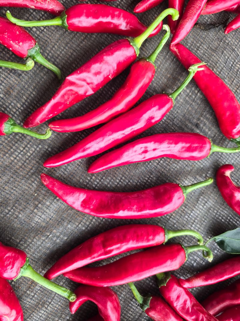 무안정농장님의 장터 판매 상품 [고춧가루 600g 태양초100%] 첨부 사진