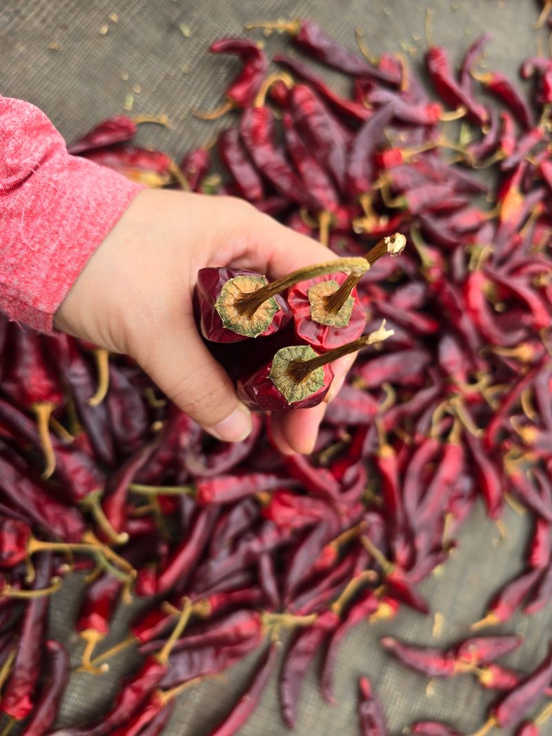 무안정농장님의 장터 판매 상품 [고춧가루 600g 태양초100%] 첨부 사진