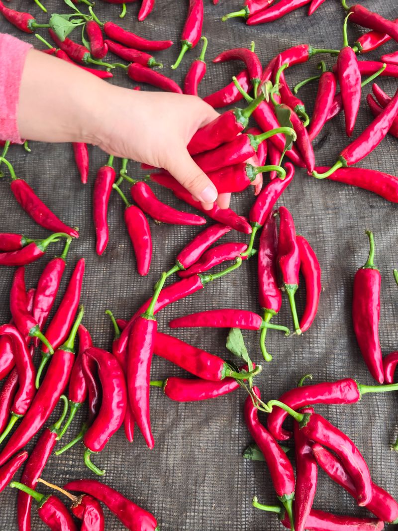 무안정농장님의 장터 판매 상품 [고춧가루 600g 태양초100%] 첨부 사진