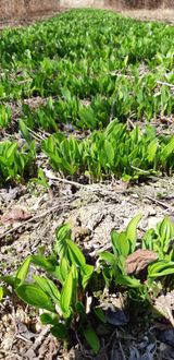 팜모닝 농사, 무엇이든 물어보세요!·참여글 게시글 이미지