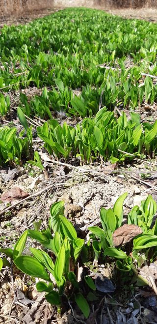 엄나무님의 농사, 무엇이든 물어보세요! · 참여글 작성글 사진