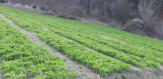 엄나무님의 농사, 무엇이든 물어보세요! · 참여글 작성글 사진