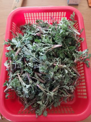 이숲농원님의 자유주제 · 자유게시판 작성글 사진