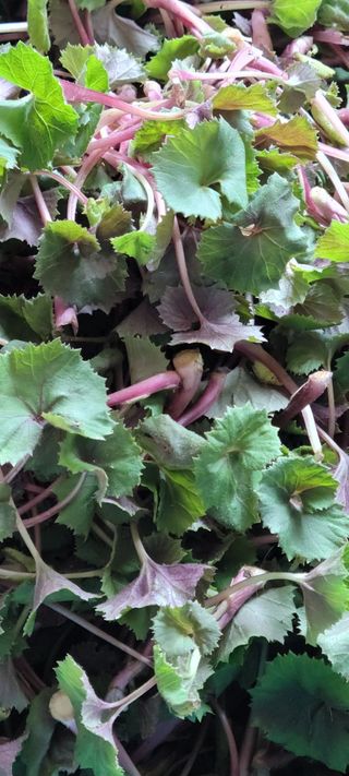 이숲농원님의 자유주제 · 자유게시판 작성글 사진