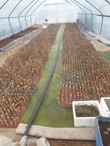 블루베리6955님의 두릅·삽목•정식 작성글 사진