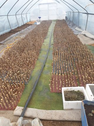 블루베리6955님의 두릅 · 삽목•정식 작성글 사진