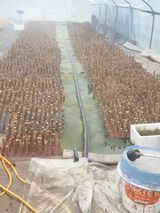 블루베리6955님의 두릅·삽목•정식 작성글 사진