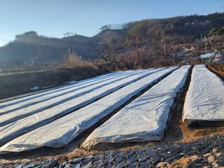 부여.김미경님의 마늘 · 비료•농약 작성글 사진