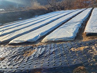 부여.김미경님의 마늘 · 비료•농약 작성글 사진