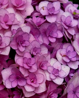 들꽃처럼 님의 기타작물 · 자유게시판 작성글 사진