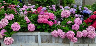 들꽃처럼 님의 기타작물 · 자유게시판 작성글 사진