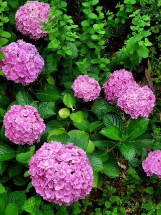 들꽃처럼 님의 기타작물 · 자유게시판 작성글 사진