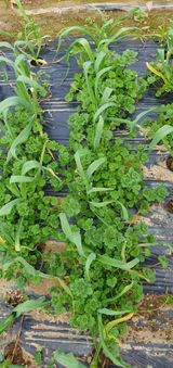 팜모닝 3월 농사 계획 같이해요·참여글 게시글 이미지