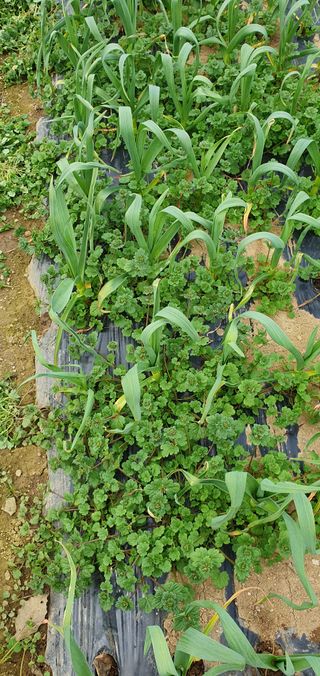 김경옥님의 3월 농사 계획 같이해요 · 참여글 작성글 사진