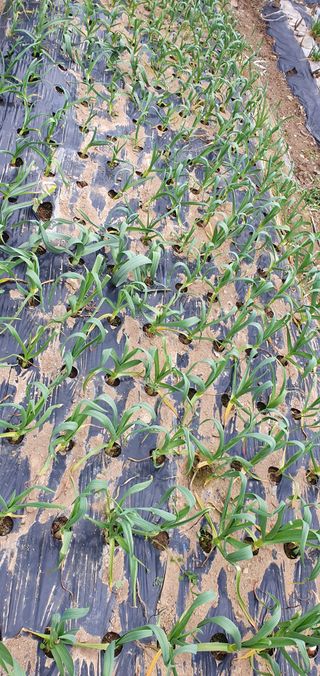 김경옥님의 3월 농사 계획 같이해요 · 참여글 작성글 사진