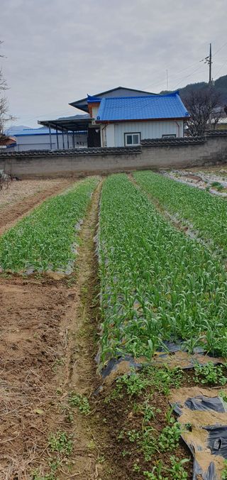 김경옥님의 3월 농사 계획 같이해요 · 참여글 작성글 사진