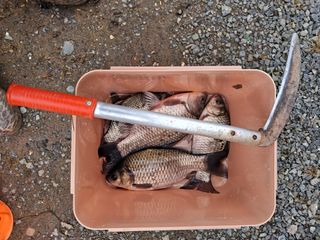 조명희님의 복숭아 · 자유게시판 작성글 사진