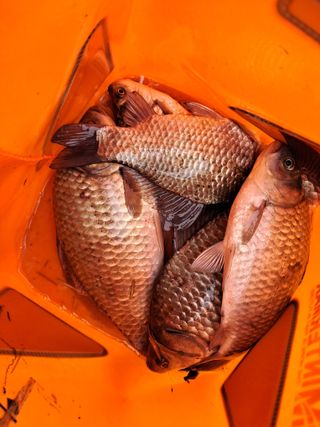 조명희님의 복숭아 · 자유게시판 작성글 사진