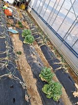 팜모닝 파·자유게시판 게시글 이미지