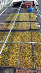 팜모닝 고추·품종•종자 게시글 이미지