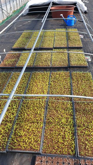 금바다님의 고추 · 품종•종자 작성글 사진