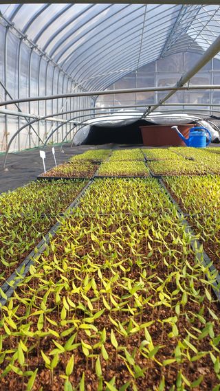 금바다님의 고추 · 품종•종자 작성글 사진