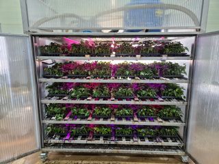 김동수님의 고구마 · 자유게시판 작성글 사진