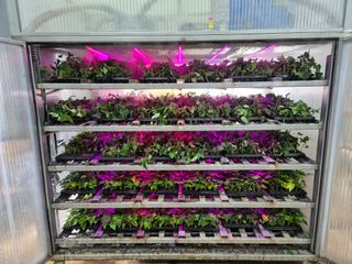 김동수님의 고구마 · 자유게시판 작성글 사진