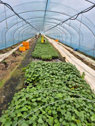 김동수님의 고구마 · 자유게시판 작성글 사진