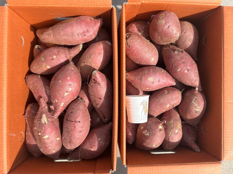 장터 상품 [무안 황토 꿀 고구마 특 10kg 튀김하기좋은 사이즈] 썸네일