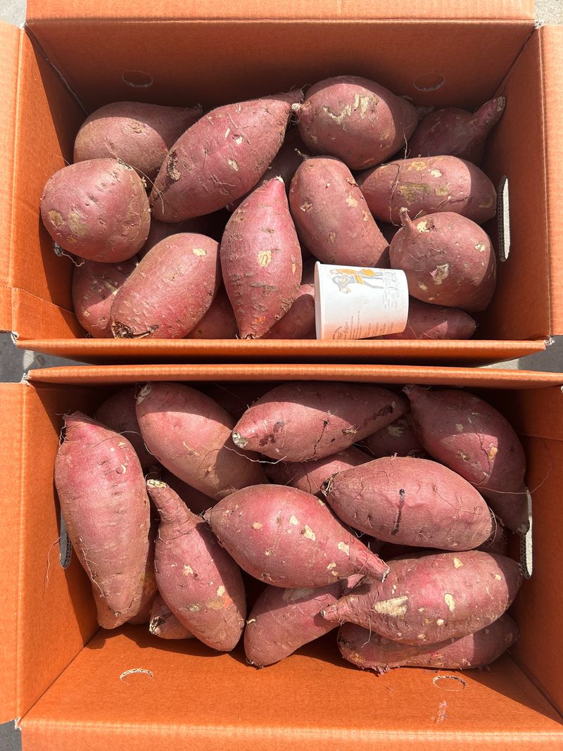 이영민님의 장터 판매 상품 [무안 황토 꿀 고구마 특 10kg 튀김하기좋은 사이즈] 첨부 사진