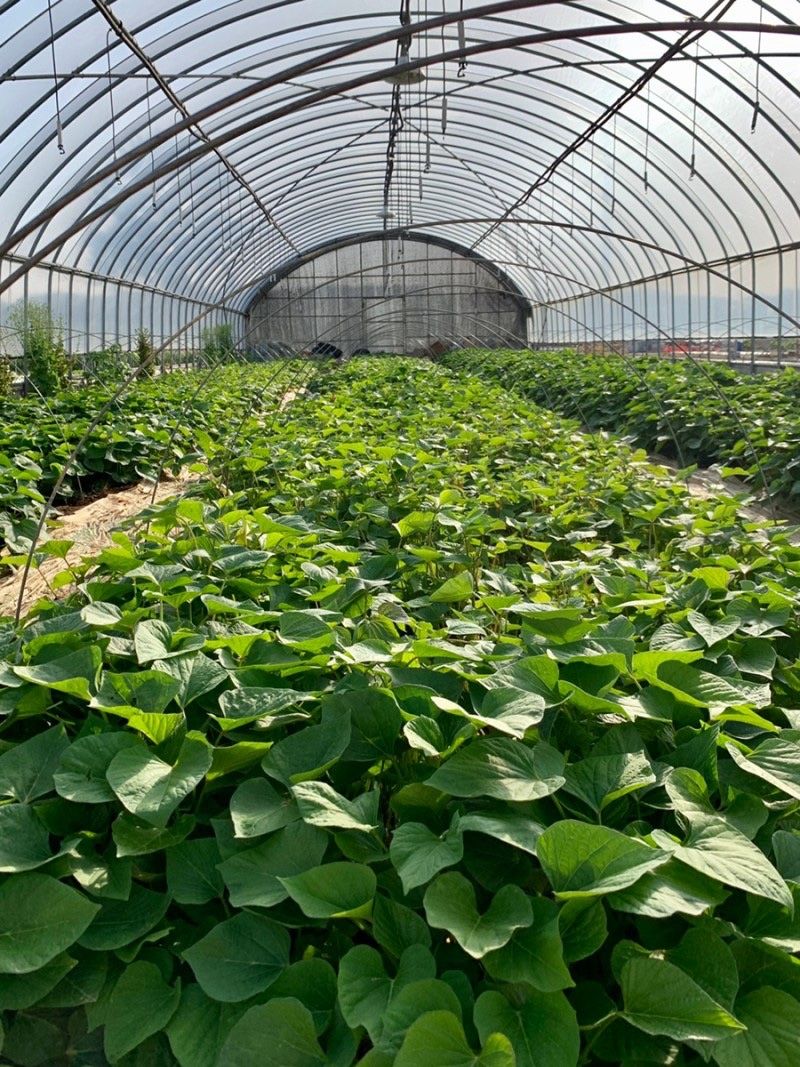 이영민님의 장터 판매 상품 [무안 황토 꿀 고구마 특 10kg 튀김하기좋은 사이즈] 첨부 사진