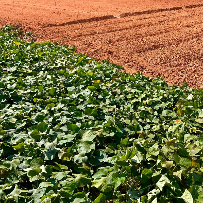 이영민님의 장터 판매 상품 [무안 황토 꿀 고구마 특 10kg 튀김하기좋은 사이즈] 첨부 사진