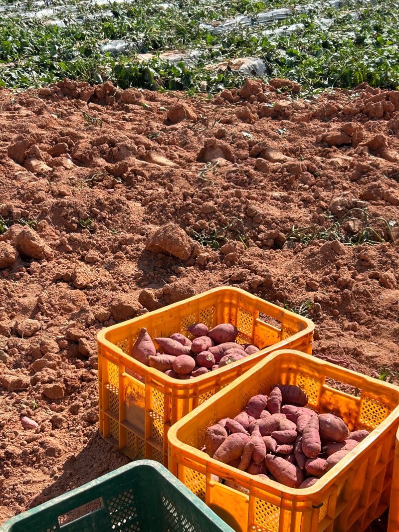 이영민님의 장터 판매 상품 [무안 황토 꿀 고구마 특 10kg 튀김하기좋은 사이즈] 첨부 사진