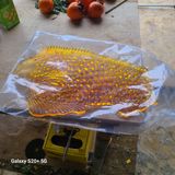 팜모닝 자유주제·자유게시판 게시글 이미지