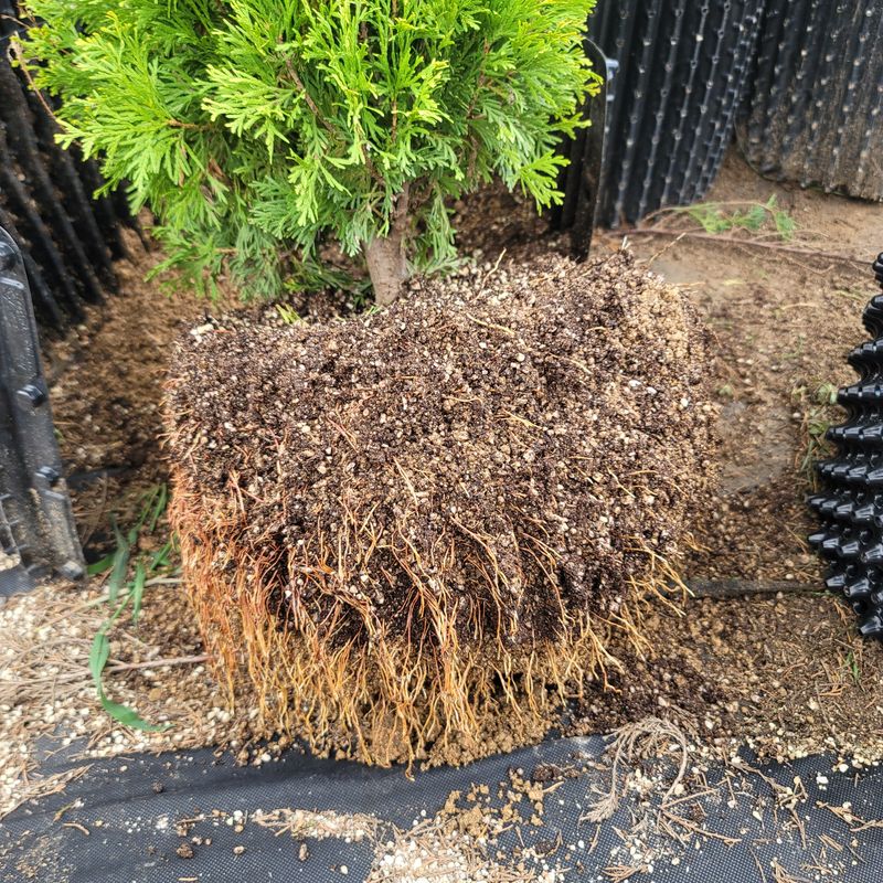 이선미님의 장터 판매 상품 [트리웰화분 9리터(19cm×19cm×27cm)100개] 첨부 사진