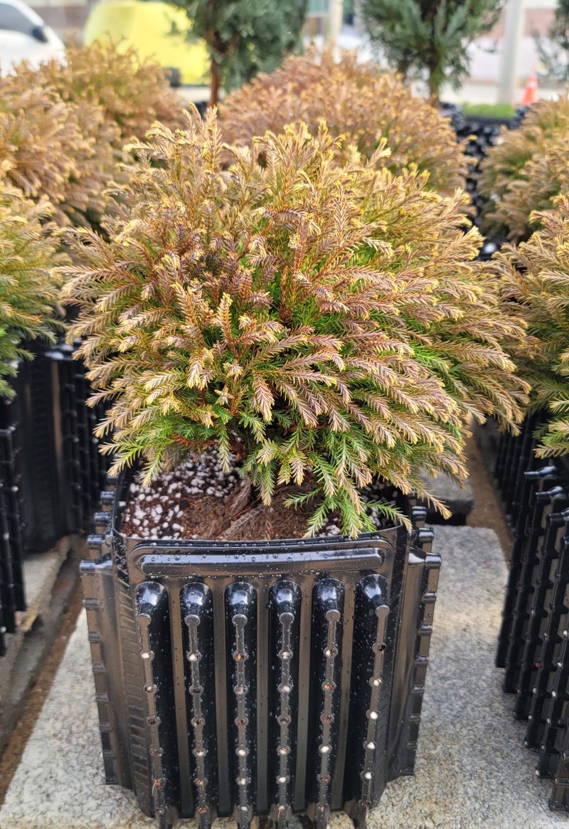 이선미님의 장터 판매 상품 [트리웰화분 9리터(19cm×19cm×27cm)100개] 첨부 사진